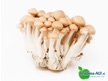Miedema-AGF assortiment paddenstoelen 2