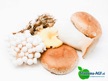 Miedema-AGF assortiment paddenstoelen 1